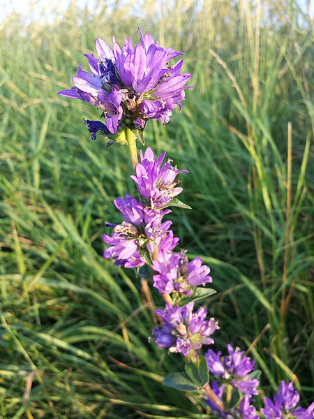 File:Campanula glomerata subsp. glomerata sl5.jpg