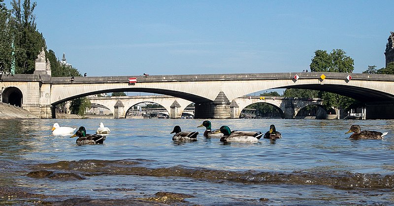 File:Canards nouveaux occupants de la Seine (49950651328).jpg