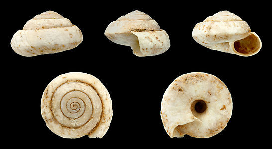 Candidula ultima (fossil)