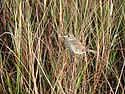 Cape Sable Seaside Sparrow (1) NPS Photo, Lori Oberhofner (9099282483).jpg