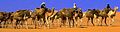 Caravan of camels