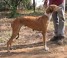 Mudhol Hound - Wikipedia