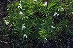 Cardamine kitaibelii 06.jpg