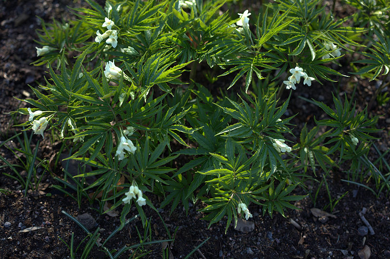 File:Cardamine kitaibelii 06.jpg