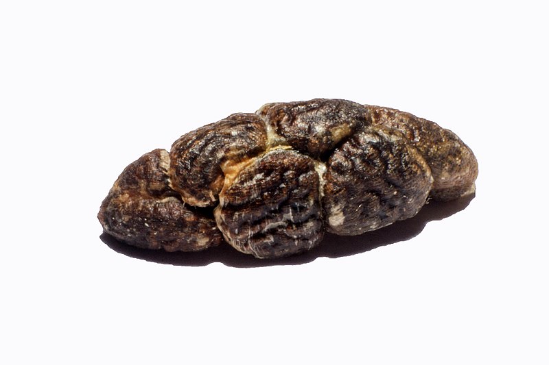 File:Cardamom Seeds BNC.jpg