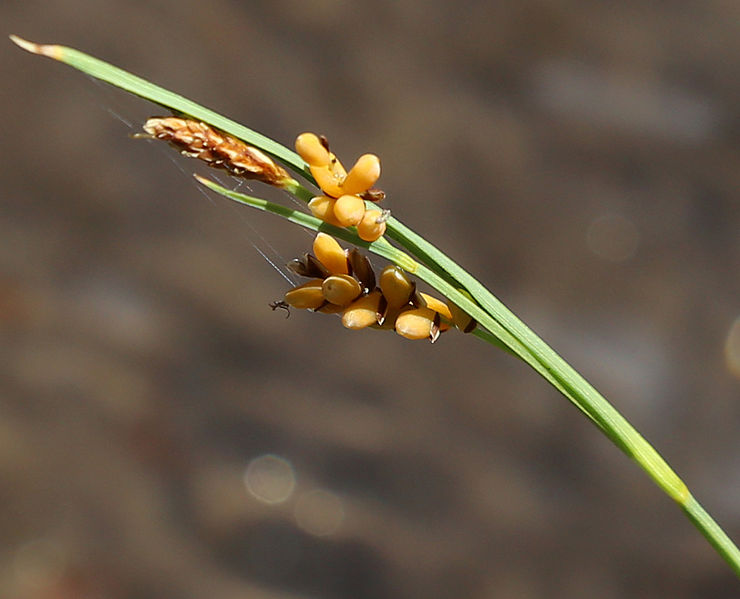 File:Carex aurea close.jpg