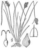 Carex leavenworthii BB-1913.png