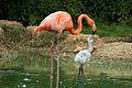 Caribbean flamingo5.jpg