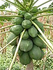 Carica papaya MS4113.JPG