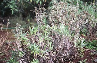 <i>Carlina salicifolia</i> species of plant