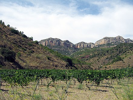 Vineyard belonging to Scala Dei.