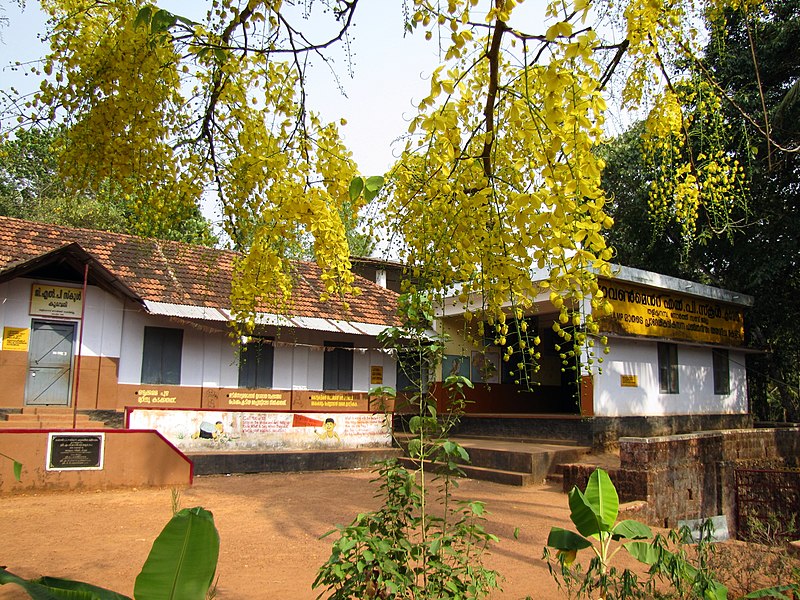 File:Cassia fistula flowerd at GLPSchool Koovery.jpg