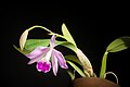 Cattleya × fidelensis