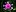 Centaurea jacea 01.JPG