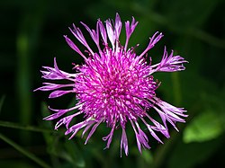 Centaurea jacea 01. 
 JPG