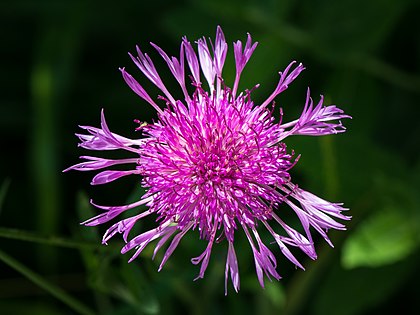 Centaurea jacea próximo a Hagengut, Baixa Áustria. (definição 4 984 × 3 738)