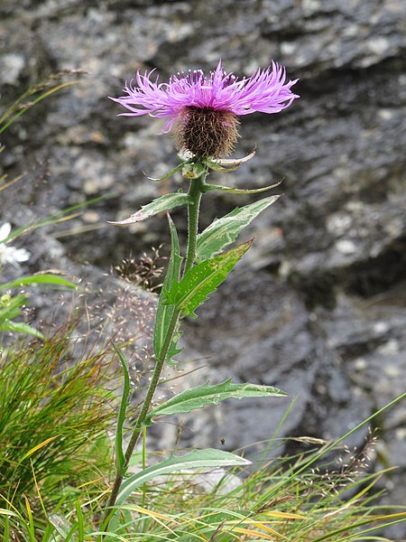 Centaurea_nervosa