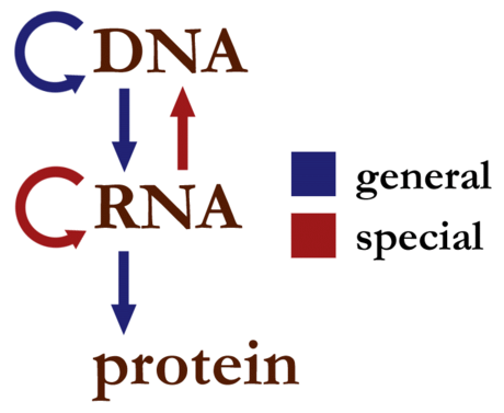 Centralna dogma molekularne biologije