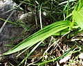 Cephalanthera longifolia France - Valbelle