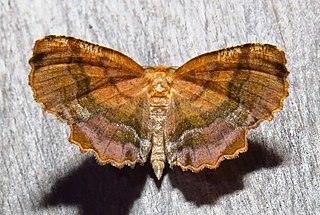 <i>Cepphis armataria</i> Species of moth