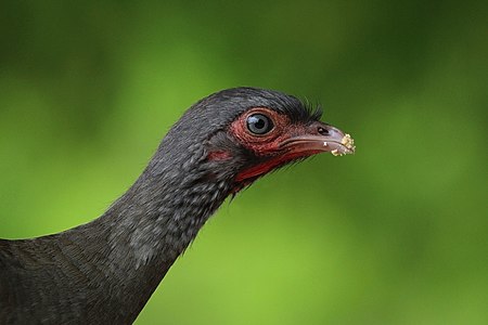 Head of Chaco chachalaca