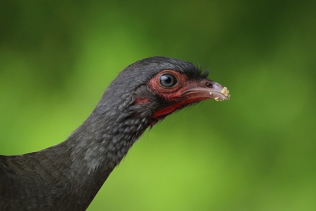 Чачалака (Ortalis canicollis)