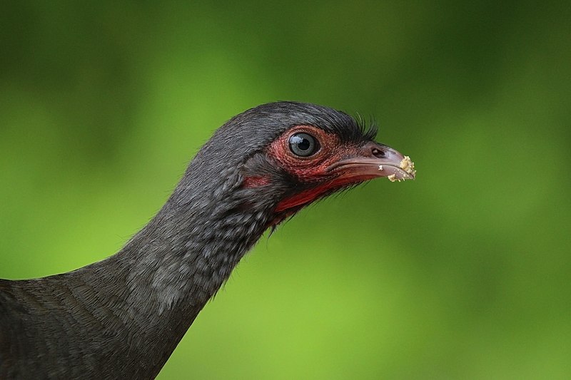 File:Chaco chachalaca (Ortalis canicollis pantanalensis) head.JPG