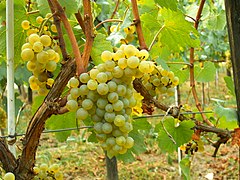 Chardonnay du vignoble de Moldavie.