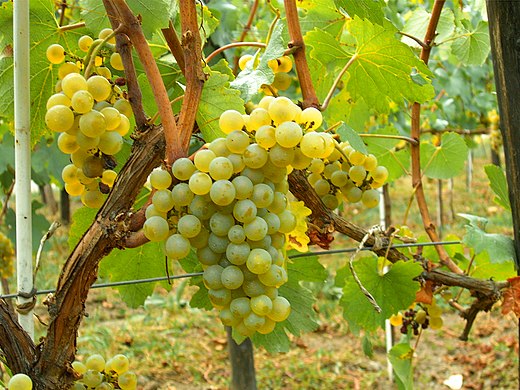 De 'Chardonnay' in Moldavië