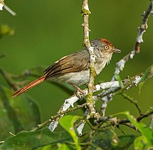 Canopy Walkway-dan kashtan qopqoqli Flycatcher - Kakum NP - Gana, məhsul.jpg