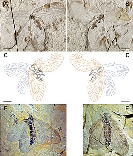 Choristopsyche asticta