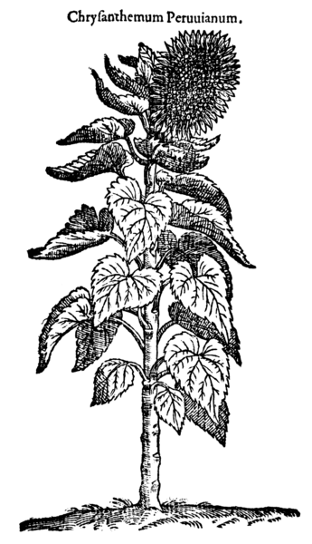 File:Chrysanthemum peruvianum 264 Dodoens 1583.png