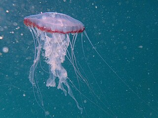 <i>Chrysaora fulgida</i> Species of jellyfish