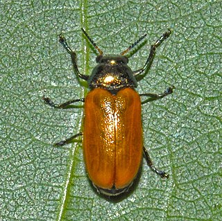 Labidostomis cyanicornis