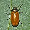 Chrysomelidae - Labidostomis cyanicornis.JPG