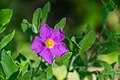 * Nomination Cistus albidus in Jardin botanique de la Charme, Clermont-Ferrand, France. --Tournasol7 07:43, 12 July 2017 (UTC) * Promotion A bit soft and could be sharper but OK for me. --Basotxerri 08:00, 19 July 2017 (UTC)