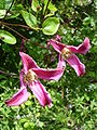 Clematis Texensis Group