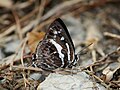 Close wing position of male Iraota rochana Horsfield, 1829 - Scarce Silverstreak Blue.jpg