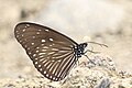 * Nomination: Close wing pudding position of Euploea mulciber (Cramer, 1777) - Striped Blue Crow. By User:Thamblyok --Atudu 08:35, 13 May 2024 (UTC) * * Review needed