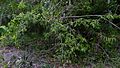 Coccoloba arborescens (Vell.) How. - Flickr - Alex Popovkin, Bahia, Brazil (2).jpg