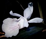 Cochleanthes amazonica fl 1.jpg