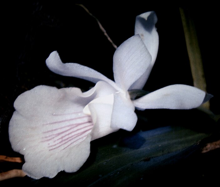 File:Cochleanthes amazonica fl 1.jpg