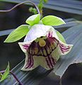 Květ pazvonku Codonopsis lanceolata