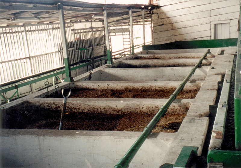 File:Coffee Fermentation Bins.jpg