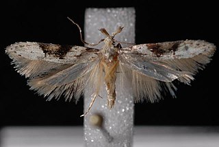 <i>Coleotechnites atrupictella</i> Species of moth