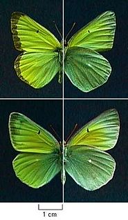 <i>Colias alexandra</i> Species of butterfly