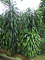 Dracaena fragrans