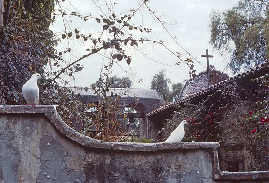 Columbidae At Mission San Juan Capistrano