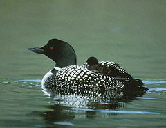 Common Loon with chick.jpg