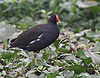 Moorhen